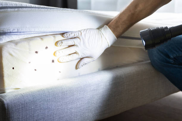 Pest Prevention Services in Cocoa Beach, FL