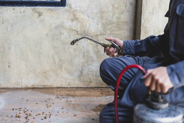 Wasp Removal Services in Cocoa Beach, FL